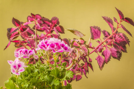 Closeup of pink mauve flowers of Pelargonium Lemona (l-roze) against leaves Coleus background