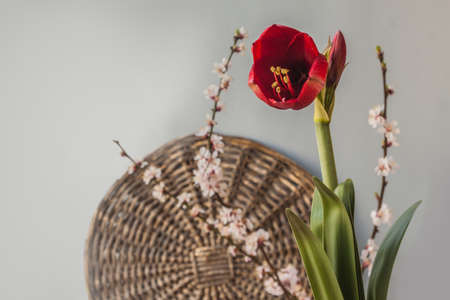 Burgundy red hippeastrum (amaryllis) with flowering apricot branches on a gray backgroundの写真素材