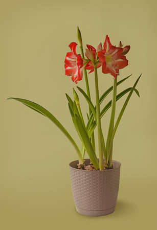Close up of emerging bud of Amaryllis (Hippeastrum) Galaxy Group "Minerva" in gray plastic pot on gold backgroundの写真素材