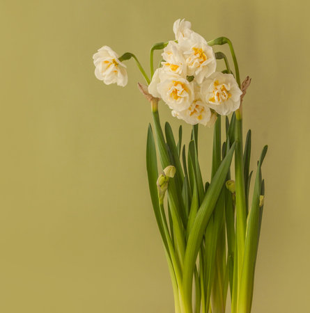 Blooming white double daffodils on a yellow background