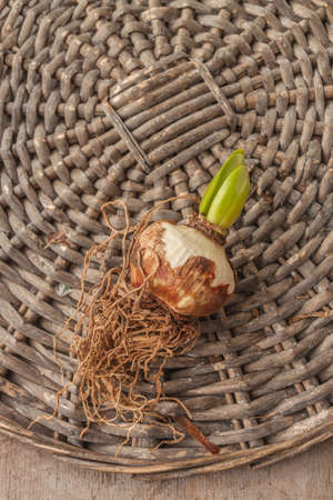 One bulb of small-flowered hippeastrum (amarillis) on a wicker circle. Flat layの写真素材