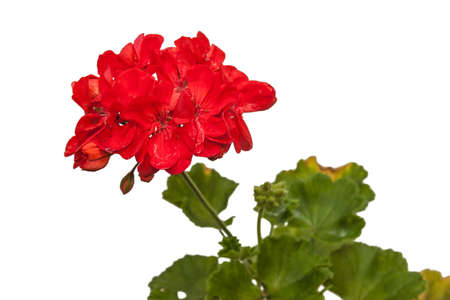 Blooming red double zonal pelargonium on white background isolatedの写真素材