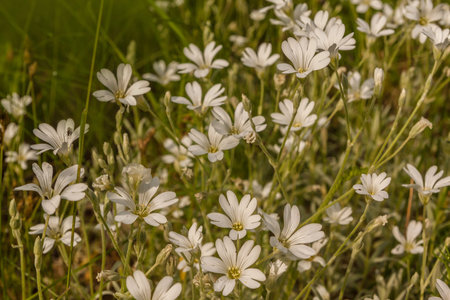 White flowers Cerastium biebersteinii close-up in garden