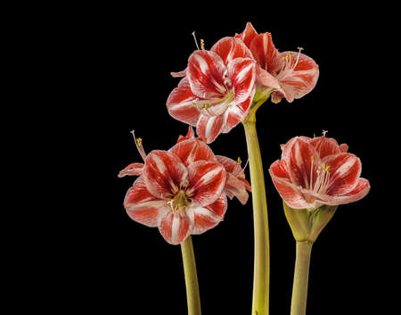 Blooming three Hippeastrum (amaryllis) Popov Galaxy Group on a black backgroundの写真素材