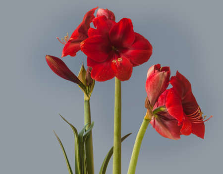 Three blooming dark red Amaryllis (Hippeastrum) on gray backgroundの写真素材