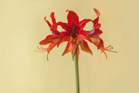 Blooming Hippeastrum (amaryllis) Bogota, Cybister, Spider Group on a green backgroundの写真素材