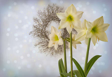 Blooming Amaryllis (Hippeastrum) Galaxy Group "Rilona" next to figure of rabbit (mass production) on green backgroundの写真素材