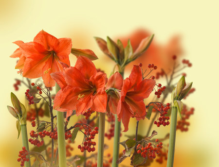 Bud Amaryllis (Hippeastrum) Galaxy Group "Rilona" on an autumn background. Autumn concept for calendar, postcards.の写真素材