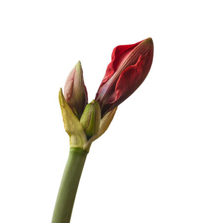 Bud red Hippeastrum (amaryllis) "Cherry Nymph" Galaxy Group on white background isolatedの写真素材