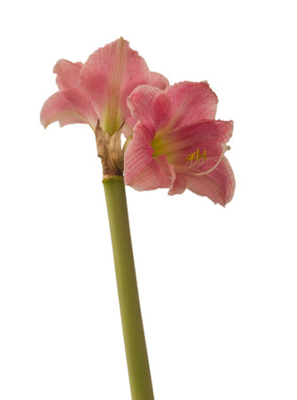 Flower Hippeastrum (amaryllis) Diamond Group or Sonata "Amalfi" on a white background isolatedの写真素材