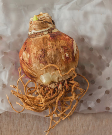 One bulb of hippeastrum (amarillis) on gray wooden table. Flat layの写真素材