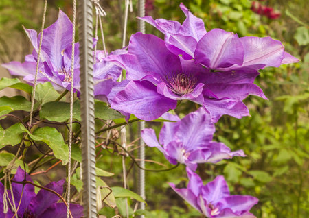 Early large-flowered Clematis' The President "flowers in a garden, selective focus.の写真素材