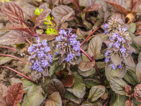 Ajuga Reptans Braunherz in gardenの写真素材
