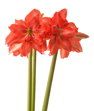 Blooming salmon pink semi-double hippeastrum (amaryllis) Ballerina on white background isolatedの写真素材