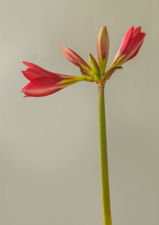 Blooming small-flowered Multiflora Hippeastrum (amaryllis) "Striped garden" on gray backgroundの写真素材