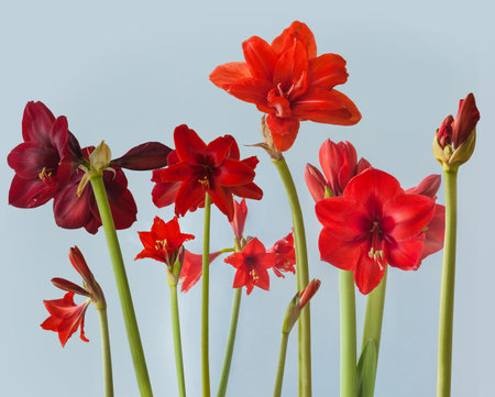 Blooming Multiflora Hippeastrum (amaryllis) "Red Garden" and "Fire Ball", "Carmen" and "Dynamite", "Fire Dancer" and "Red Peacock" on gray backgroundの写真素材