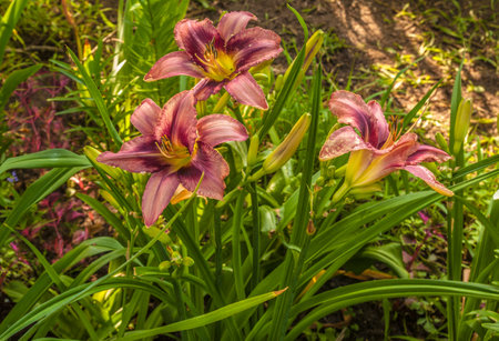 Blooming Hemerocallis âPurple Bicolorâ against the background of coleus leaves in the garden in summerの写真素材
