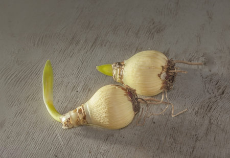 Two bulbs of hippeastrum (amaryllis) groups of sonatini or small-flowered with roots on table