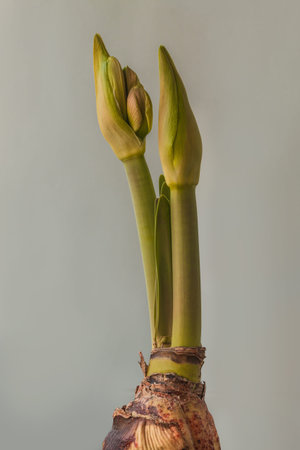 Bud hippeastrum (amaryllis) Princes Claire on a gray background