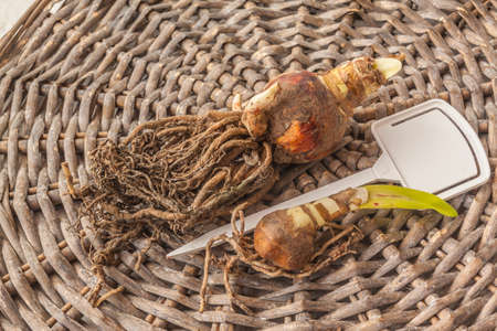 Two bulb of hippeastrum (amaryllis) with roots and garden plate for variety name on a wicker circleの写真素材