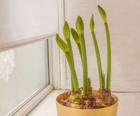 Bud of Hippeastrum (amaryllis) Large-flowering Exposure on the window in winter