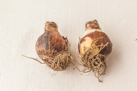 Two bulbs of hippeastrum (amaryllis) on a white table. Flat layの写真素材
