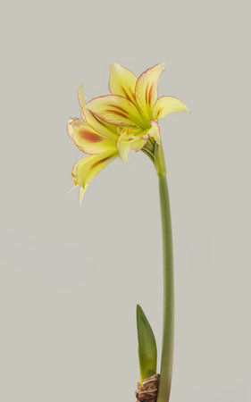 Bloom striped yellow and red Amaryllis (Hippeastrum) Colibri Group Cleopatra on gray background.