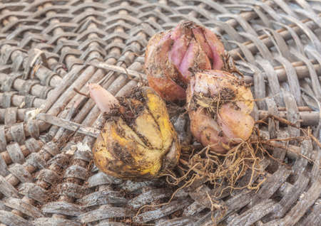 Hybrid Trumpet Lily bulbs with the sprout before planting in springの写真素材