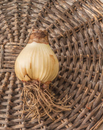 One bulb of hippeastrum (amaryllis) on a wicker circle. Flat layの写真素材