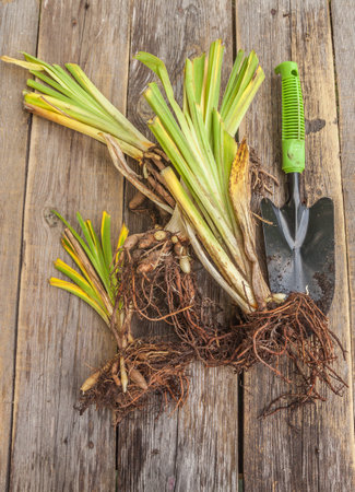 Division of hemerocallis and shovel on wooden table in a garden, flat layの写真素材