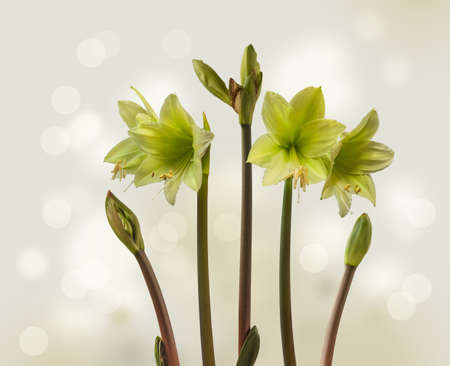 Bloom mini yellow and green Amaryllis (Hippeastrum) Sonatini "Lemon Sorbet" on on a gray backgroundの写真素材