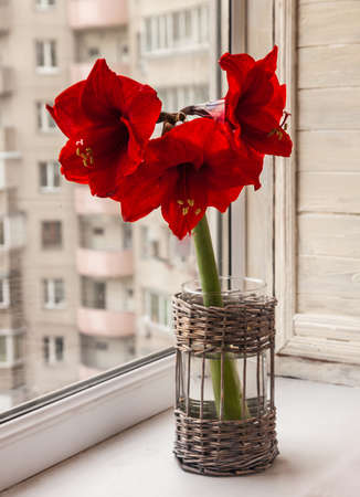 Blooming red hippeastrum (amaryllis) in a vase on the windowの写真素材