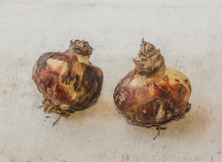 Two Bulbs of hippeastrum (amaryllis) with roots on table