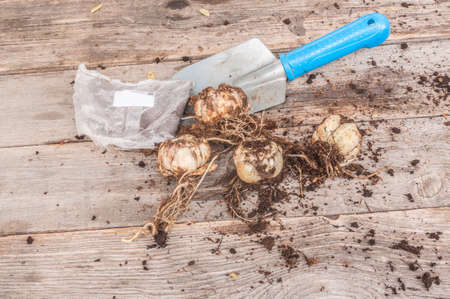 Four Asiatic Hybrids lily bulbs and small garden shovel on wooden table before planting in spring or autumn. Flat layの写真素材