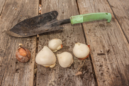 Garden shovel and tulip bulbs on a wooden table in the fall.