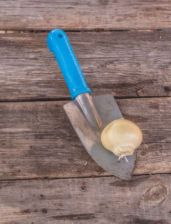 Bulb of Allium hollandicum "Mont Blanc" or Persian onion, Dutch garlic, and small shovel on wooden table. Flat layの写真素材
