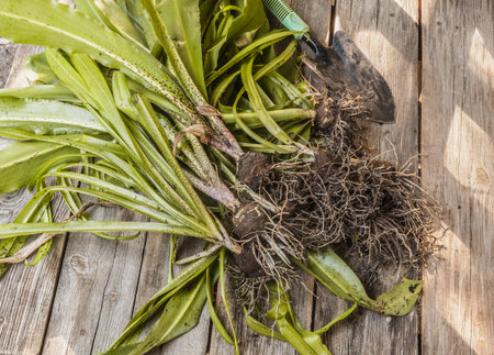 Flower of variegated pineapple lily (Eucomis) at the end of the growing season on a wooden table