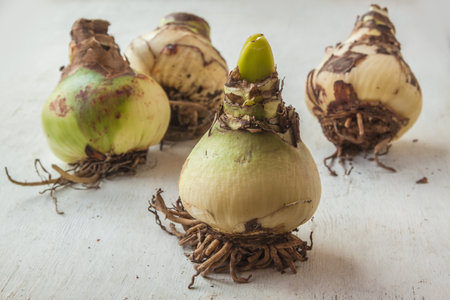 Four large bulbs of hippeastrum (amaryllis) on the table. Selective focus