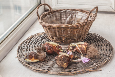 Colchicum or autumn crocus bulbs before seasonal planting in a basket-pot on window
