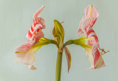 Blooming bicolour white and red Hippeastrum (amaryllis) Galaxy Grp "Clown" on a gray background.の写真素材