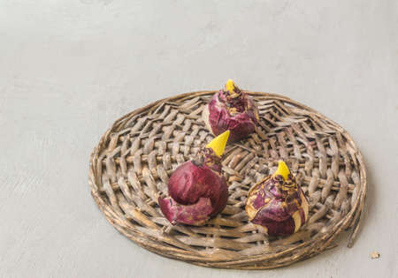 Three bulbs of dark varieties of hyacinths on a wicker circle on a gray tableの写真素材