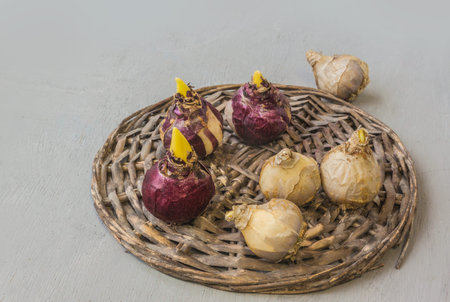 Seven bulbs of hyacinths of different varieties on a wicker circle on a gray background. Spring...