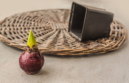 One bulb of dark varieties of hyacinths and plastic pot on a wicker circle on a gray table. Forced...