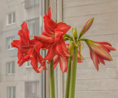 Blooming salmon pink semi-double hippeastrum (amaryllis) Ballerina on windowの写真素材