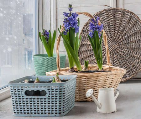 Flowering purple double hyacinths "Lili Purple" in a basket on the windowsillの写真素材