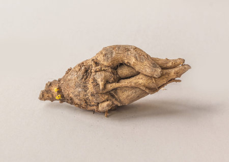 Incarvillea root on a gray background with awakened buds in spring