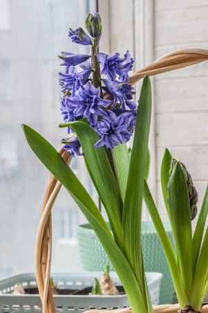Flowering purple double hyacinths Lili Purple in a basket on the windowsill