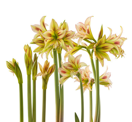 Bloom yellow and red Amaryllis (Hippeastrum) Diamond Group "Cleopatra" on white background isolated.の写真素材