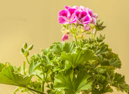 Blooming pink Pelargonium Lemona (l-roze)' on green background