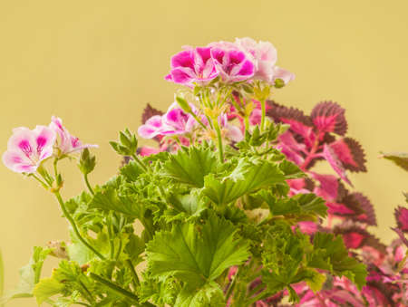Closeup of pink mauve flowers of Pelargonium Lemona (l-roze) against leaves Coleus backgroundの写真素材